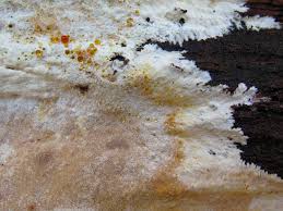 Attēlu rezultāti vaicājumam “Porotheleum fimbriatum”