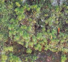 Attēlu rezultāti vaicājumam “Leucobryum juniperoideum”