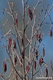 Attēlu rezultāti vaicājumam “Alnus incana female flower”