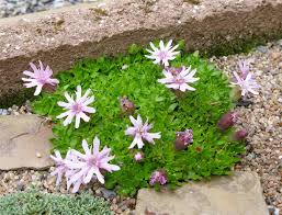 Attēlu rezultāti vaicājumam “Silene chlorantha”