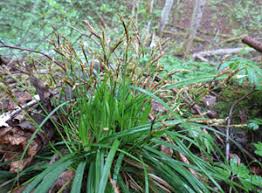 Attēlu rezultāti vaicājumam “Carex x bakkeriana”