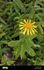 Attēlu rezultāti vaicājumam “Inula salicina leaf”