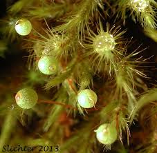 Attēlu rezultāti vaicājumam “Bartramia pomiformis sporophyte”