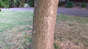 Attēlu rezultāti vaicājumam “Fraxinus excelsior Pendula”