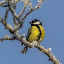 Attēlu rezultāti vaicājumam “Parus major”