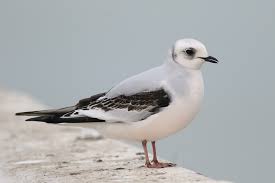 Image result for Rhodostethia rosea