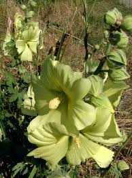 Image result for Alcea rugosa