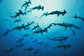 Image result for Sphyrna lewini