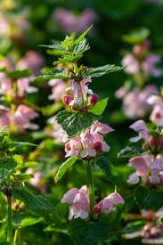 Attēlu rezultāti vaicājumam “Lamium maculatum flower”