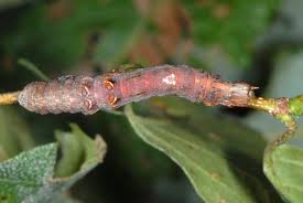 Attēlu rezultāti vaicājumam “Selenia dentaria”