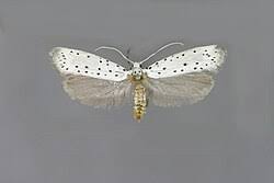 Attēlu rezultāti vaicājumam “Yponomeuta evonymella imago”