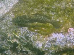 Image result for Mycteroperca olfax