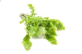 Attēlu rezultāti vaicājumam “Rorippa amphibia leaf”