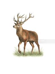 Attēlu rezultāti vaicājumam “Cervus elaphus”