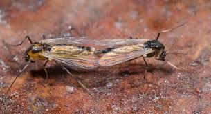 Attēlu rezultāti vaicājumam “Cricotopus male”