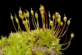 Attēlu rezultāti vaicājumam “Tortula truncata”