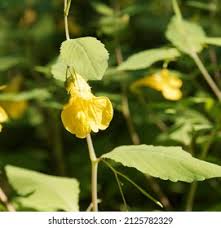 Attēlu rezultāti vaicājumam “Impatiens noli-tangere leaf”