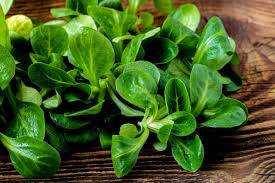 Image result for Feldsalat