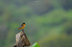 Image result for Icterus galbula