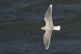 Attēlu rezultāti vaicājumam “Larus minutus”