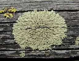 Attēlu rezultāti vaicājumam “Parmeliopsis ambigua”