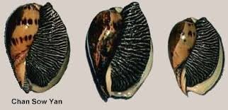 Attēlu rezultāti vaicājumam “Meloe sp. imago”