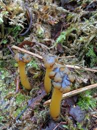 Attēlu rezultāti vaicājumam “Leotia lubrica”