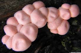 Attēlu rezultāti vaicājumam “Lycogala sp.”