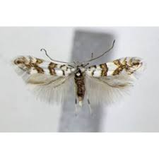 Attēlu rezultāti vaicājumam “Phyllonorycter platanoidella”