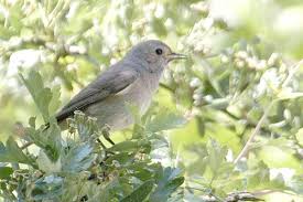 Attēlu rezultāti vaicājumam “Phoenicurus phoenicurus”
