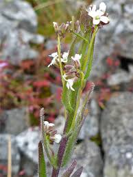 Attēlu rezultāti vaicājumam “Arabis hirsuta flower”
