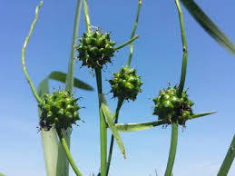 Attēlu rezultāti vaicājumam “Sparganium erectum aggr. leaf”