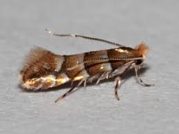 Attēlu rezultāti vaicājumam “Phyllonorycter nicellii”