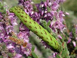 Attēlu rezultāti vaicājumam “Lacanobia contigua larva”