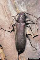 Attēlu rezultāti vaicājumam “Criocephalus rusticus”