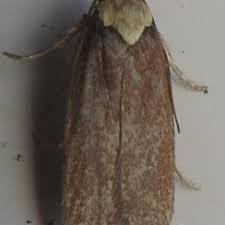 Attēlu rezultāti vaicājumam “Depressaria depressana”