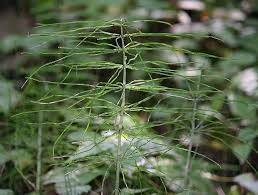 Attēlu rezultāti vaicājumam “Equisetum pratense”