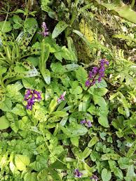 Attēlu rezultāti vaicājumam “Orchis mascula flower”