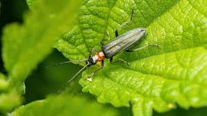 Attēlu rezultāti vaicājumam “Oedemera sp.”