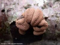 Attēlu rezultāti vaicājumam “Encoelia furfuracea”