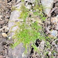 Attēlu rezultāti vaicājumam “Eurhynchium hians”