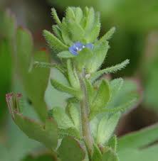 Attēlu rezultāti vaicājumam “Veronica arvensis flower”