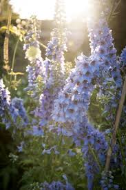 Attēlu rezultāti vaicājumam “Delphinium elatum  fruit”