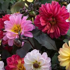 Image result for Dahlia `Red Skin`