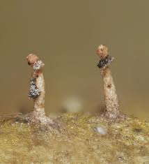 Attēlu rezultāti vaicājumam “Didymium xanthopus stalked”