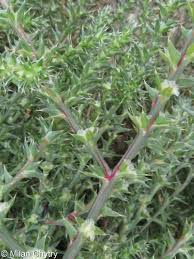 Attēlu rezultāti vaicājumam “Salsola kali”