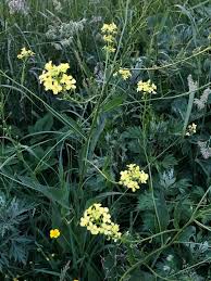 Attēlu rezultāti vaicājumam “Bunias orientalis”