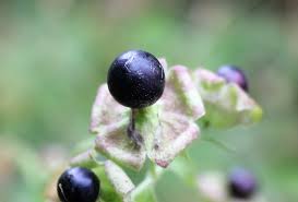 Attēlu rezultāti vaicājumam “Silene baccifera fruit”