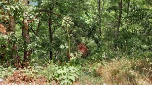 Attēlu rezultāti vaicājumam “Heracleum sphondylium subsp. sibiricum”