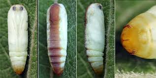 Attēlu rezultāti vaicājumam “Nycteola degenerana”